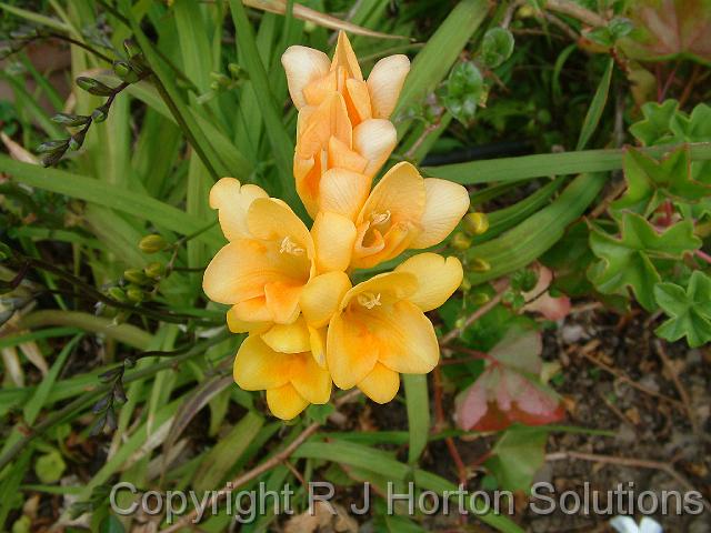 Freesia yellow